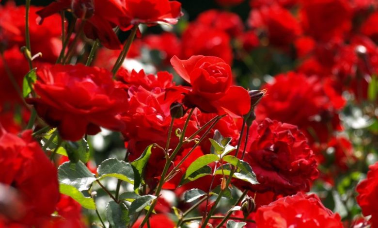 أنواع الورود واسمائها