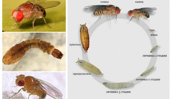 كم عمر الذبابة ؟