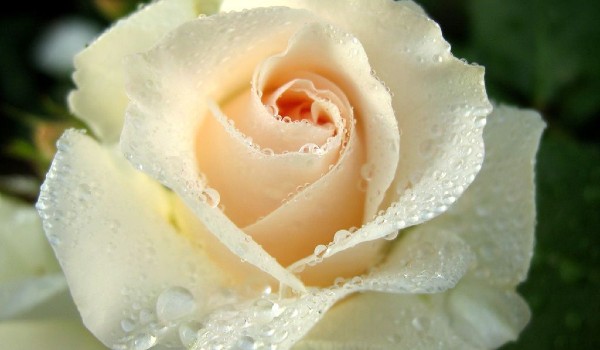 أنواع الورود واسمائها