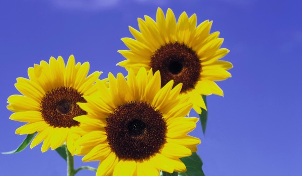 أنواع الورود واسمائها