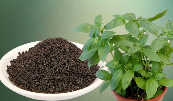 أنواع الورود واسمائها