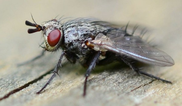 كم عمر الذبابة ؟