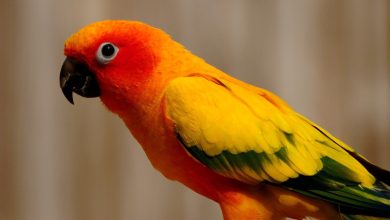 أنواع طيور الببغاء