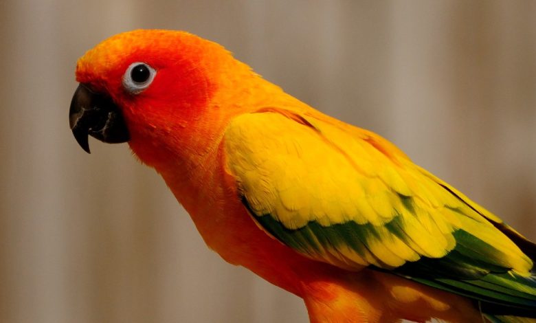 أنواع طيور الببغاء