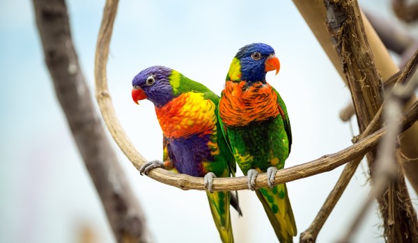 أنواع طيور الببغاء