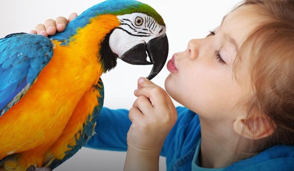 أنواع طيور الببغاء