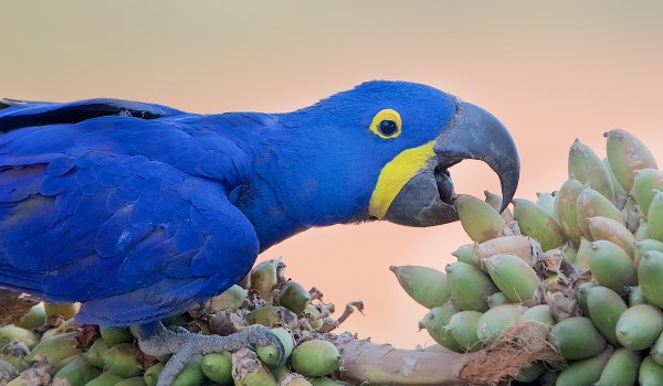 أنواع طيور الببغاء