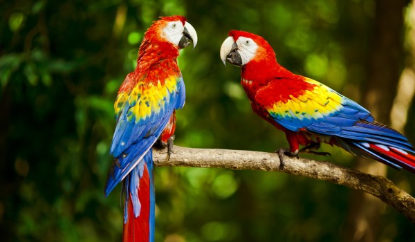 أنواع طيور الببغاء