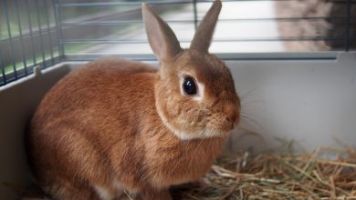 أين تعيش الأرانب