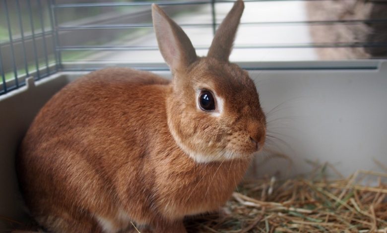 أين تعيش الأرانب