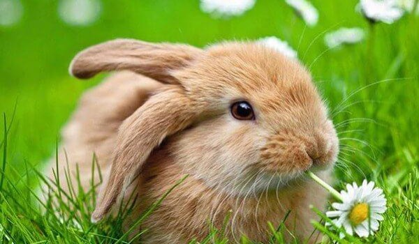 أين تعيش الأرانب