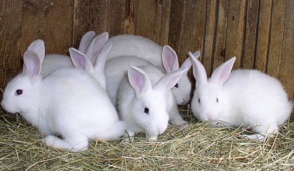 أين تعيش الأرانب