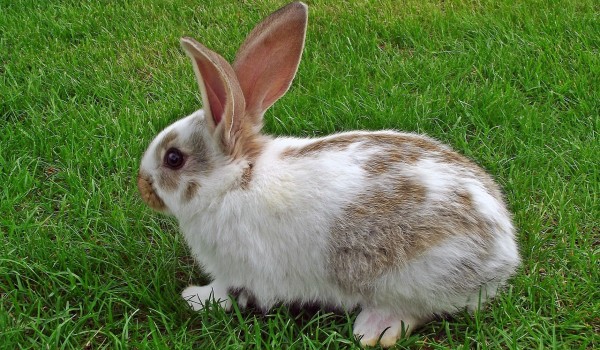 أين تعيش الأرانب