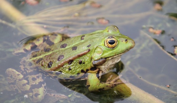 معلومات عن الحيوانات البرمائية