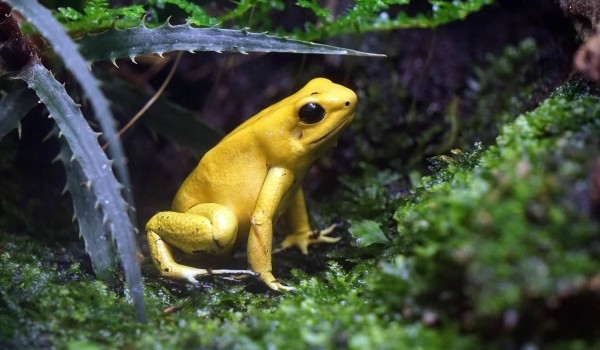 معلومات عن الحيوانات البرمائية