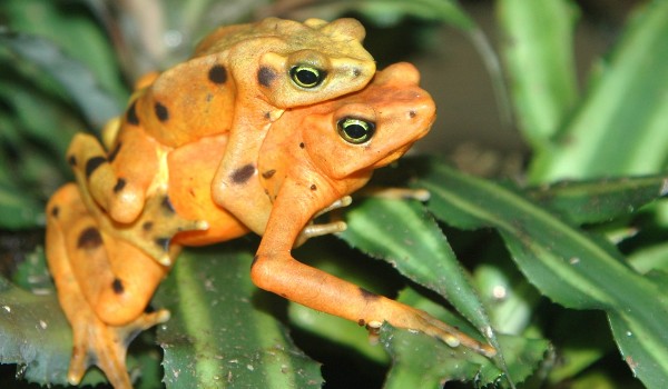 معلومات عن الحيوانات البرمائية