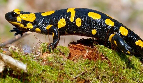 الحيوانات البرمائية