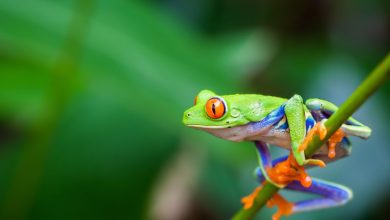 معلومات عن الحيوانات البرمائية