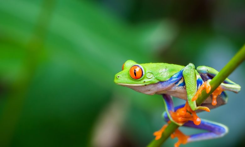 معلومات عن الحيوانات البرمائية