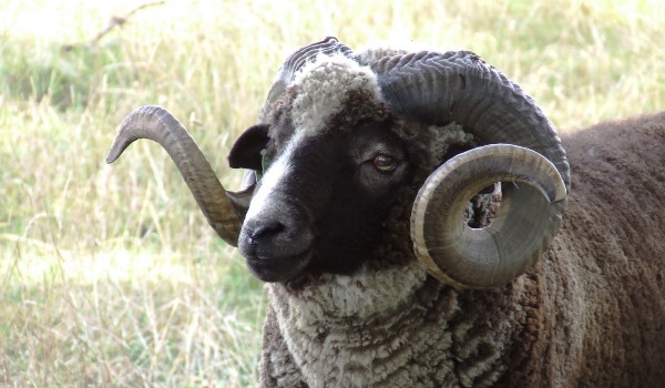 معلومات عن الخروف