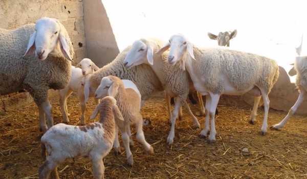 معلومات عن الخروف