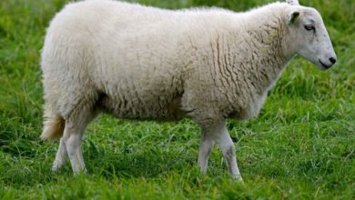 معلومات عن الخروف