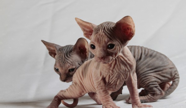 معلومات عن القط برتش