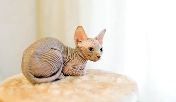 معلومات عن القط برتش