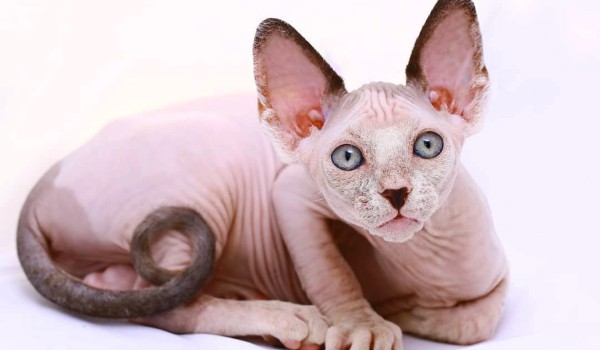 معلومات عن القط برتش