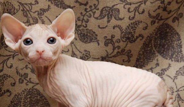 معلومات عن القط برتش