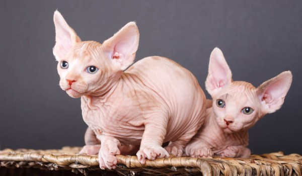 معلومات عن القط برتش