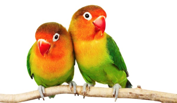 معلومات عن طيور الحب