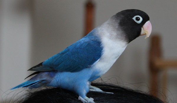 معلومات عن طيور الحب