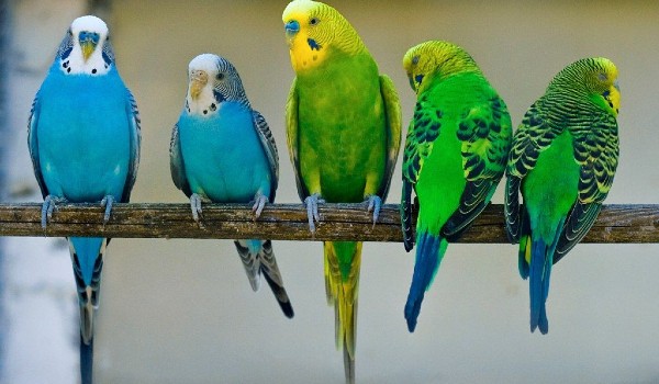 معلومات عن طيور الحب