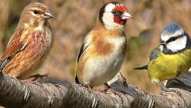 معلومات عن طيور الحب