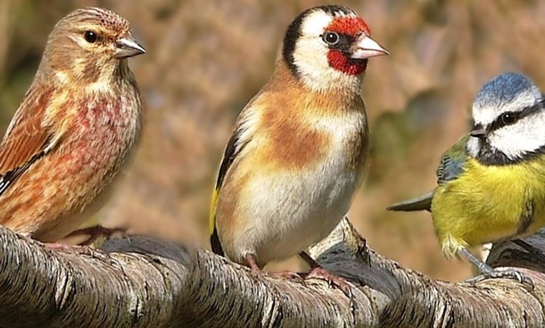 معلومات عن طيور الحب