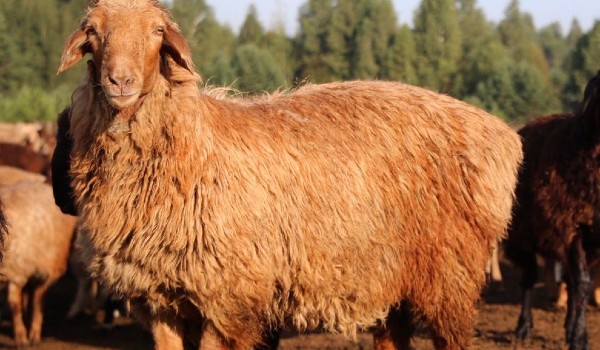 معلومات عن الخروف