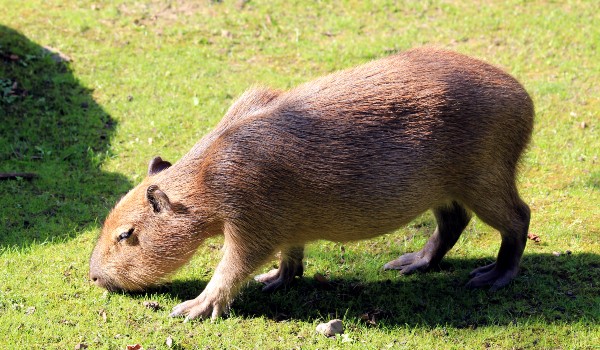 كم سنة تعيش الخنازير ؟