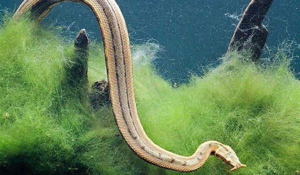 الحيوانات البرمائية