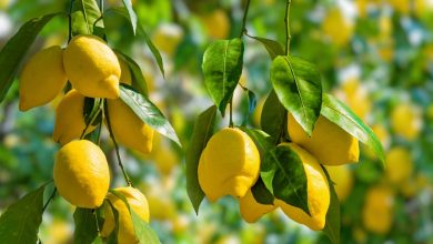 أضرار الليمون على الكبد