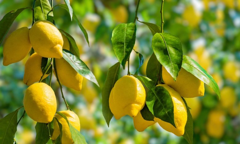 أضرار الليمون على الكبد