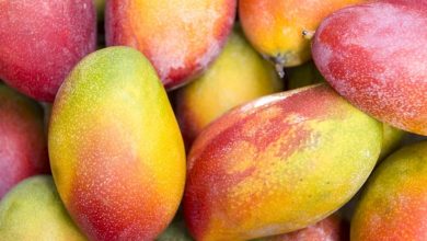 أضرار المانجو