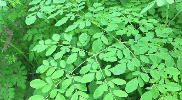  أضرار المورينجا