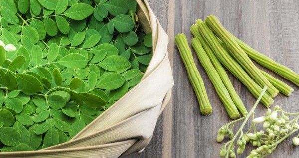  أضرار المورينجا