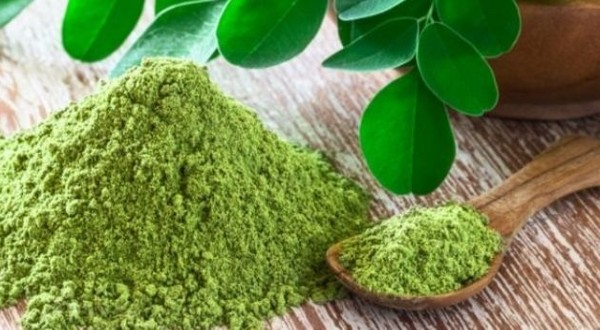  أضرار المورينجا