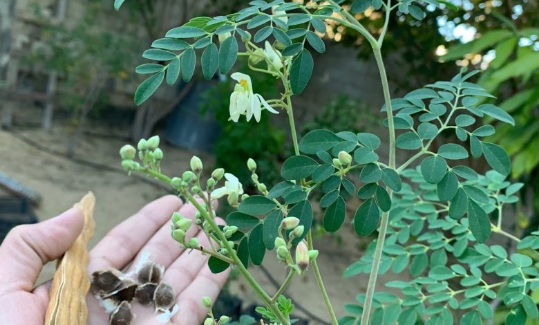  أضرار المورينجا