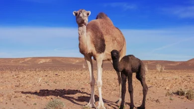 أضرار بول الإبل