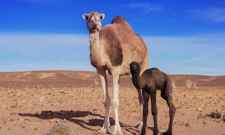 أضرار بول الإبل