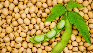 أضرار فول الصويا