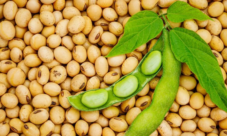 أضرار فول الصويا